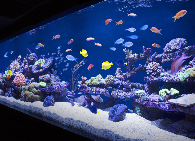 魚缸水質(zhì)檢測有哪些項目？