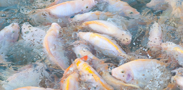 水產(chǎn)養(yǎng)殖戶需要注意水質(zhì)的哪些變化？